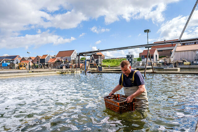 Nederlandse Oester vereniging portretten